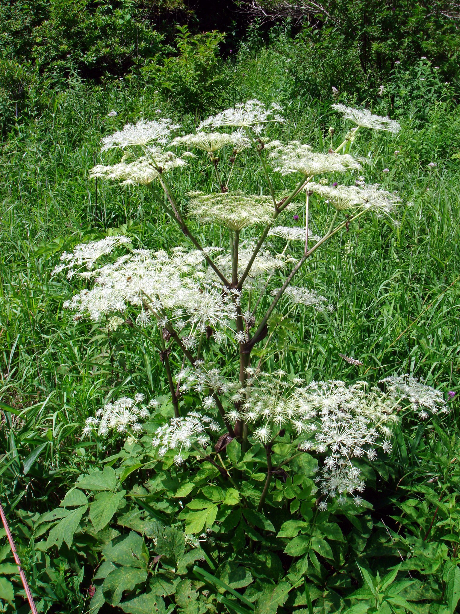 Angelica pubescens Maximovicz
